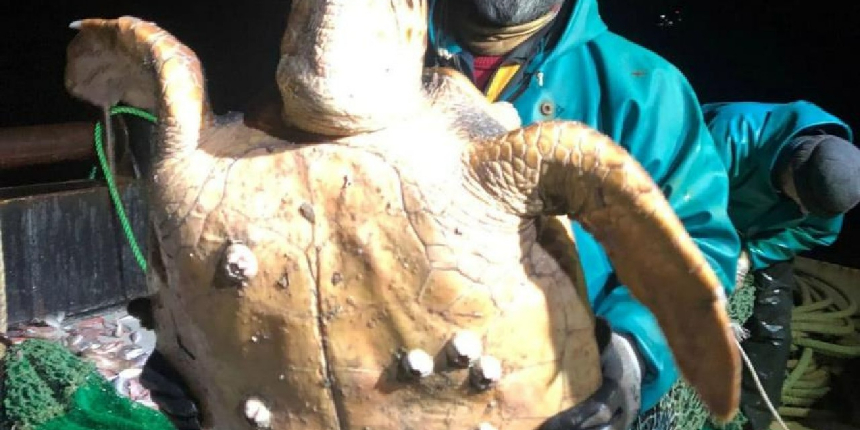 Marmara'da ağlara takılan caretta caretta balıkçıları şaşkına uğrattı