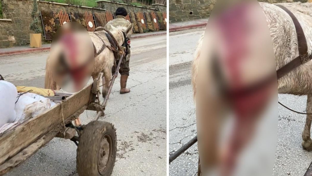 Böyle vicdansızlık görülmedi! Kanlar içindeki ata yük çektirdi! Tepkileri duymazdan geldi...