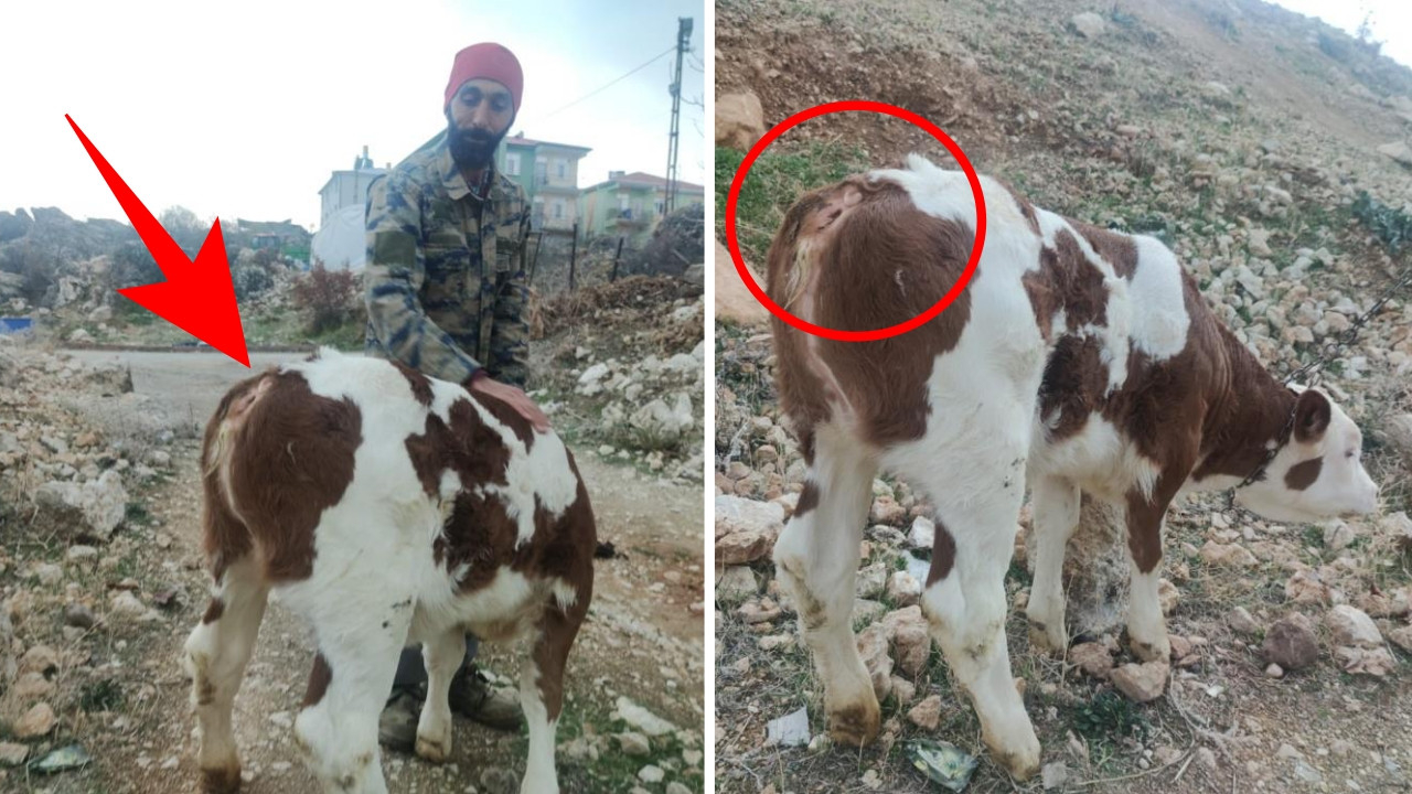 Görenler şaştı kaldı! Maviş isimli inek, kuyruksuz buzağı doğurdu!
