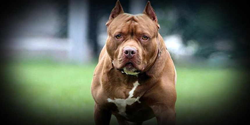 Bakanlıktan genelge: Tehlike arz eden köpekler bu alanlara giremeyecek