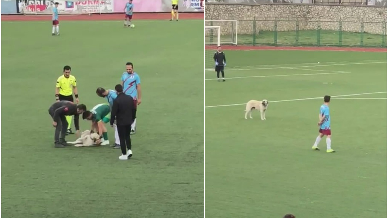 Bursa'da oynanan amatör küme maçında davetsiz misafir... Sahaya giren köpek canı sıkılınca çıktı