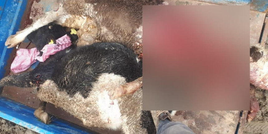 Aç kurtlar ahıra saldırdı, çok sayıda hayvan telef oldu