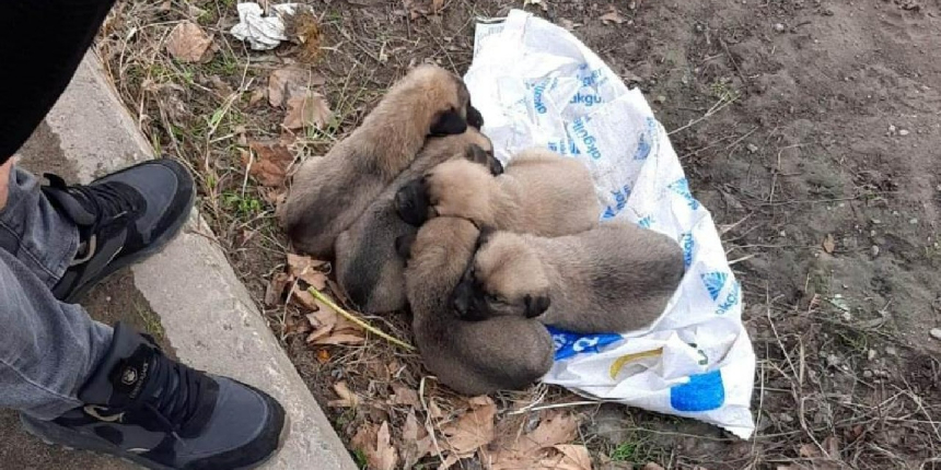 Yavru köpekleri çuval içinde çöp kenarına bırakmıştı! Kameralara yakalandı