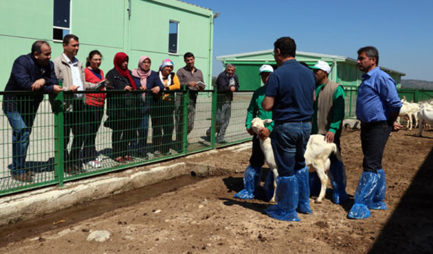 4 bin lira maaşla çalışacak çoban yetiştiriyorlar!