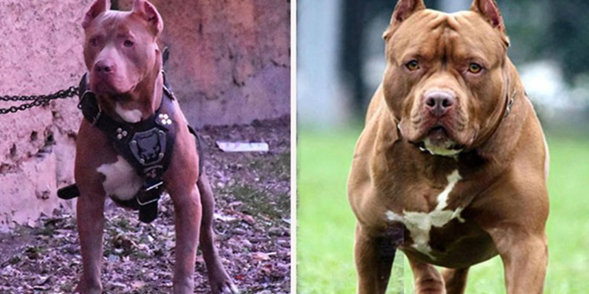 Bu köpeklere sahip olanlar dikkat! Mikroçip taktırmayanın cezası 11 bin TL!