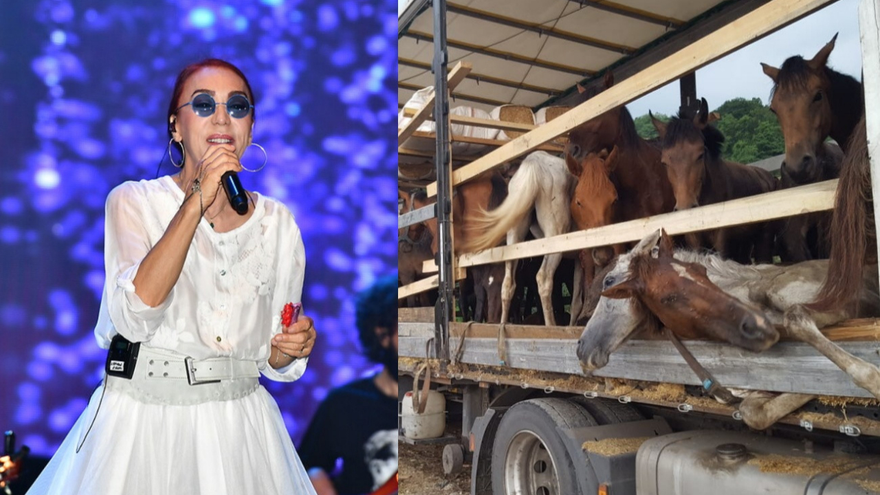 Leman Sam ölüme terk edilen atlar için konser verecek