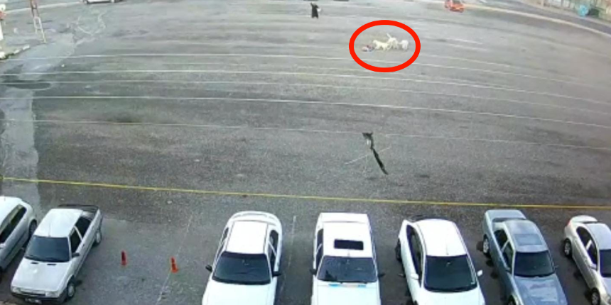Köpekler küçük çocuğa öldüresiye saldırdı, yoldan geçen kadın kurtardı