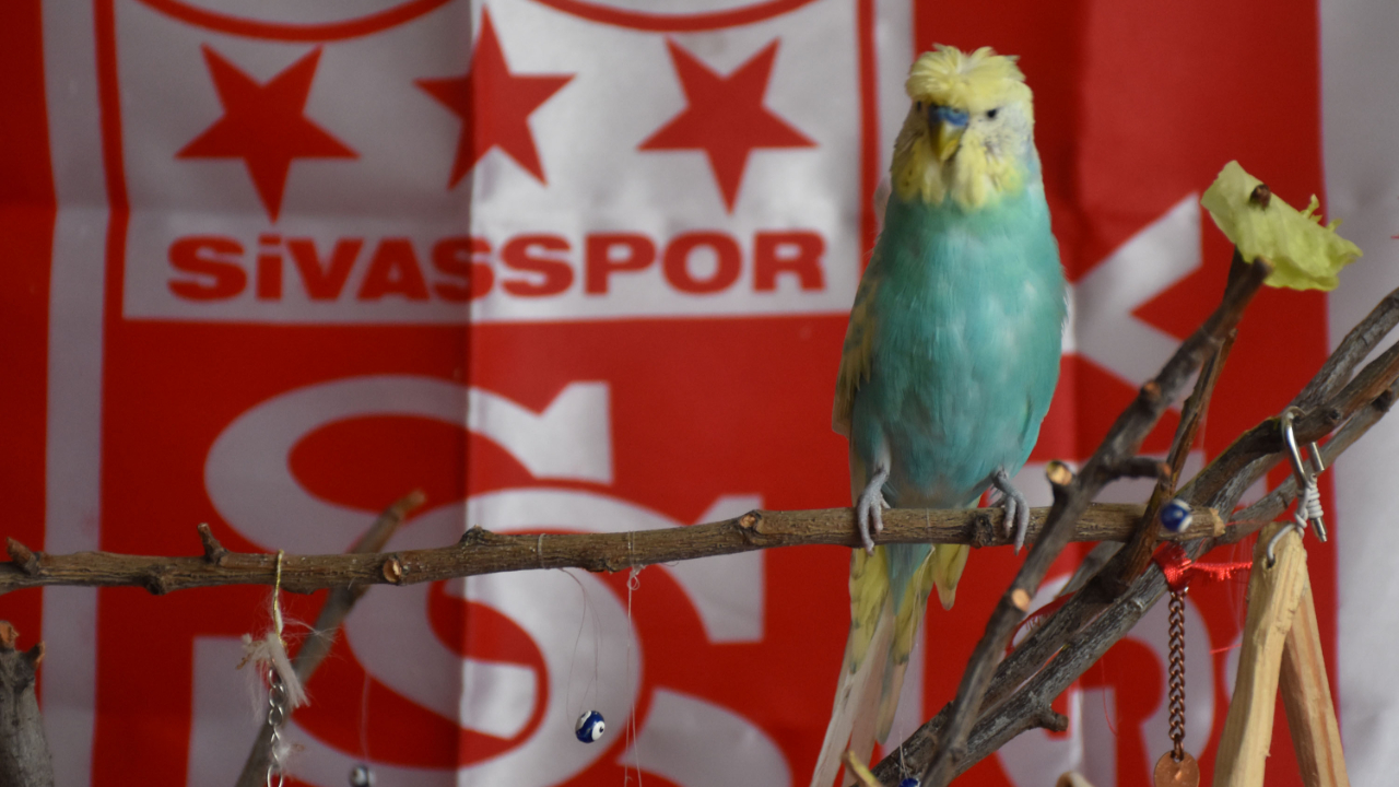 Sivasspor taraftarı 'Yiğido' isimli muhabbet kuşu "Geçmiş olsun Muslera" demeyi öğrendi