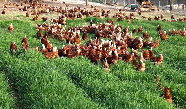 Büyük dolandırıcılık: 'Sanal tavuk' ile milyonluk vurgun!