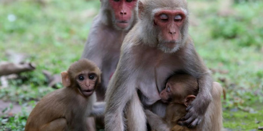 Hindistan’da maymunların intikam için yaklaşık 250 köpek yavrusunu öldürdüğü iddia edildi