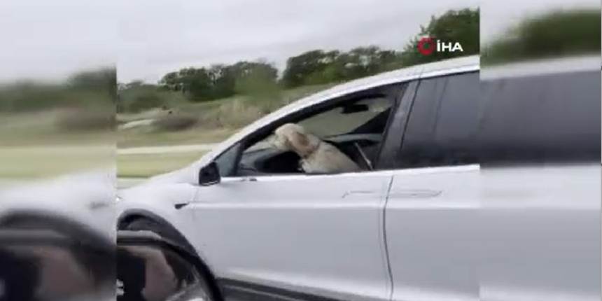 Hareket halindeki Tesla’nın sürücü koltuğundaki köpek gündem oldu