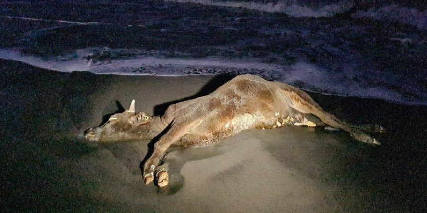 Zonguldak’ta sahile vuran ölü inek şaşkına çevirdi