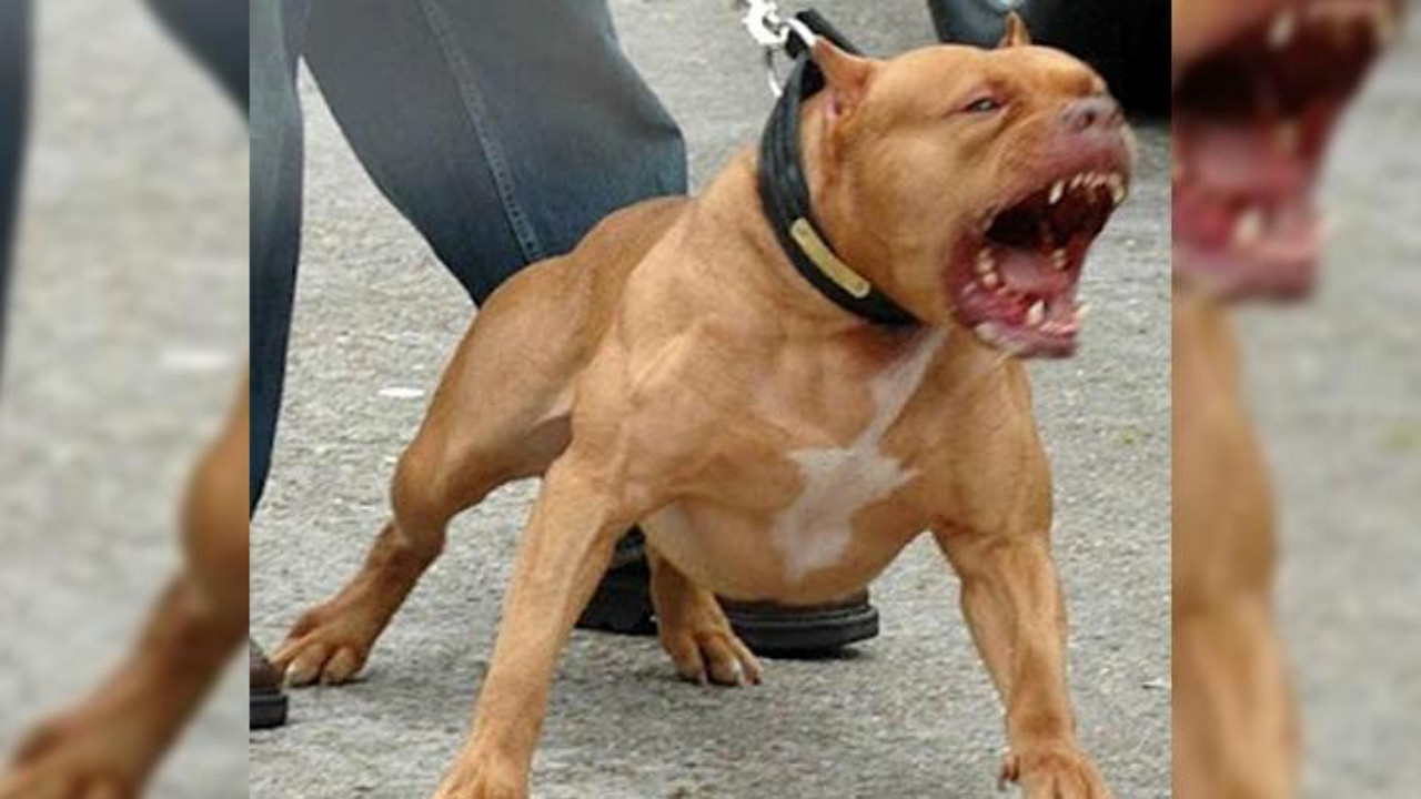 Yargıtay'dan dikkat çeken 'pitbull' kararı: 500 liralık cezayı bozdu!