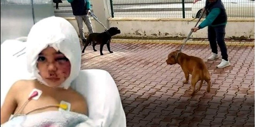 Pitbull saldırısına uğrayan Asiye Ateş'ten kahreden haber: Bir daha duyamayabilir!