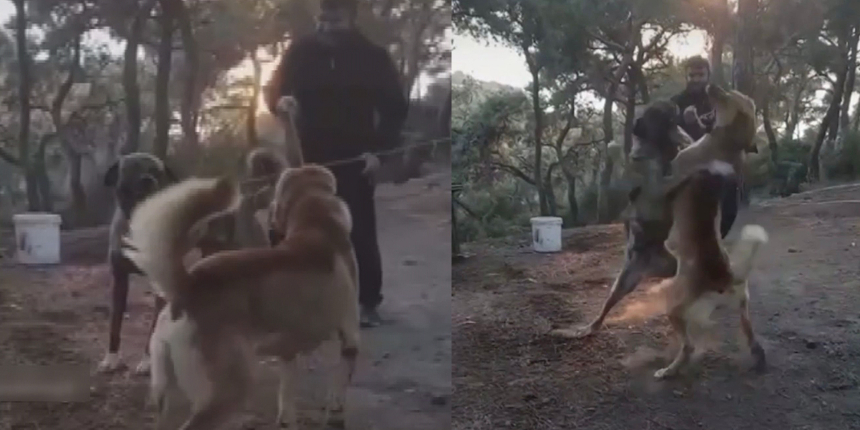 Büyükada'da dehşet anları: Kulağı kesilmiş köpekleri dövüştürdüler