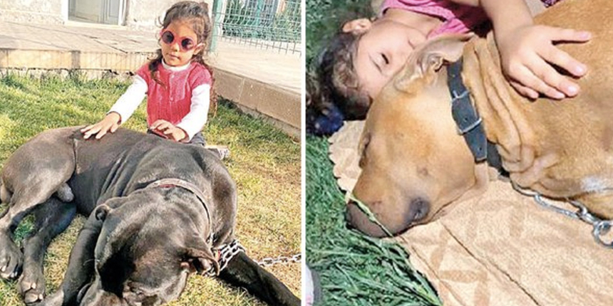 Türkiye'nin konuştuğu pitbull dehşetinde yeni gelişme: Facia geliyorum demiş