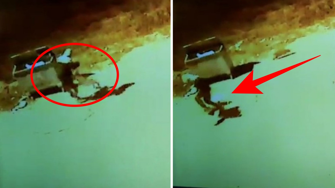 Bir pitbull dehşeti daha! Önce kedilere, ardından 13 yaşındaki çocuğa saldırdı!