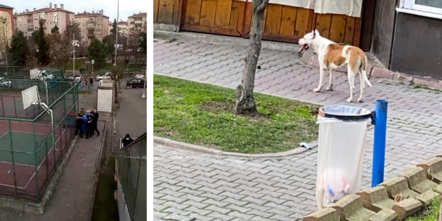 Pitbull dehşeti bitmiyor! Sultangazi'de 2 genç hastanelik oldu