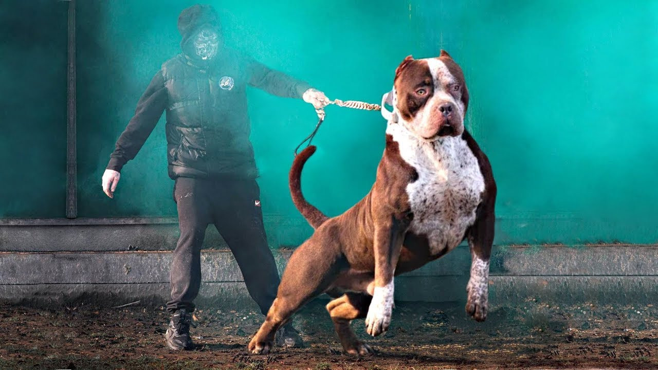 İçişleri Bakanlığı düğmeye bastı: Köpekleri başıboş bırakanlara ceza yağdı!