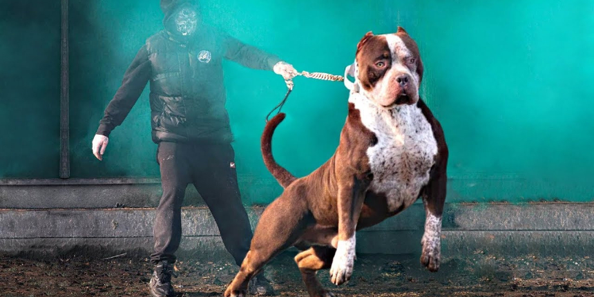 İçişleri Bakanlığı düğmeye bastı: Köpekleri başıboş bırakanlara ceza yağdı!