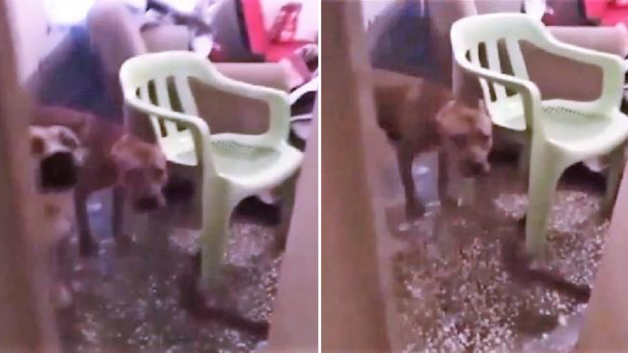 Pitbull cinsi köpekleri silah gibi kullanan çete çökertildi!