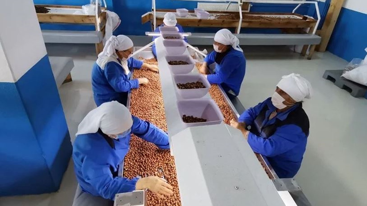 AB'den Türk fındığı için sürpriz karar: Kontrol kaldırıldı
