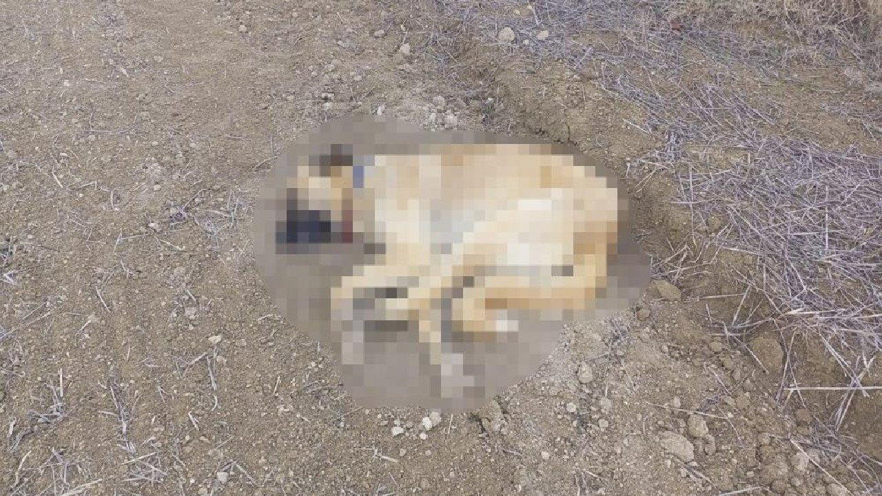 3 köpek, silahla vurulmuş halde bulundu!