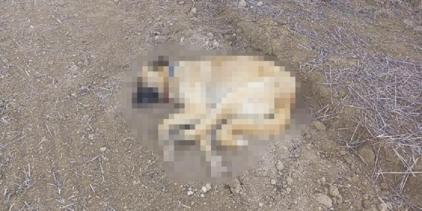 3 köpek, silahla vurulmuş halde bulundu!