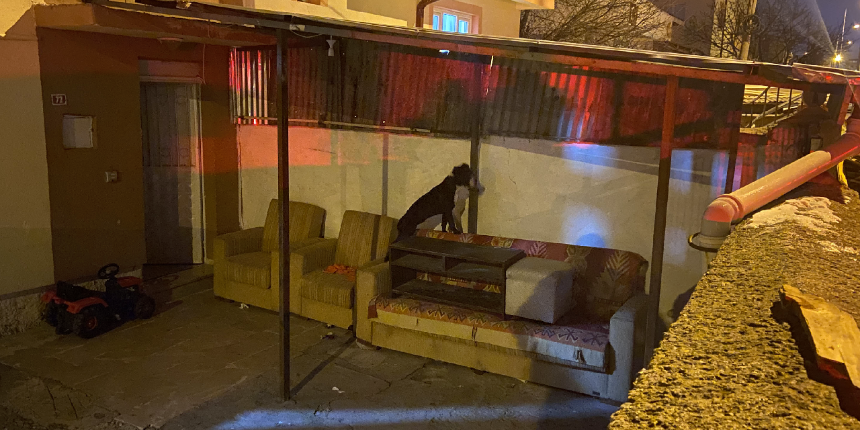 Başıboş gezen pitbullu bahçeye aldı, duvara çıkıp yardım istedi