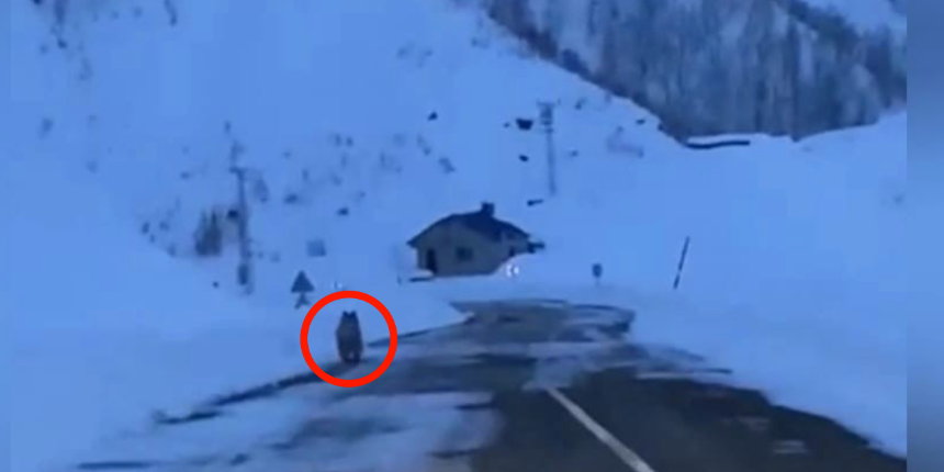 Kış uykusunda olması gereken boz ayı Tunceli yollarında görüntülendi