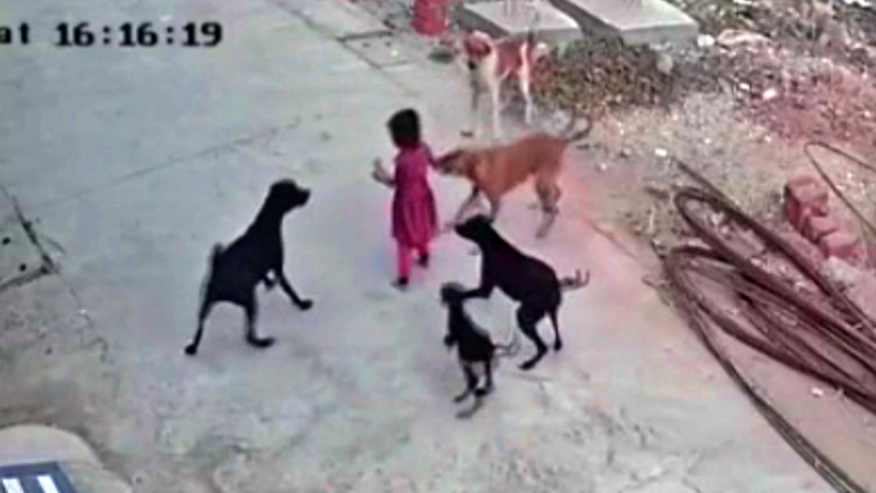 Oyun oynayan 4 yaşındaki küçük kız çocuğuna 5 sokak köpeği saldırdı!