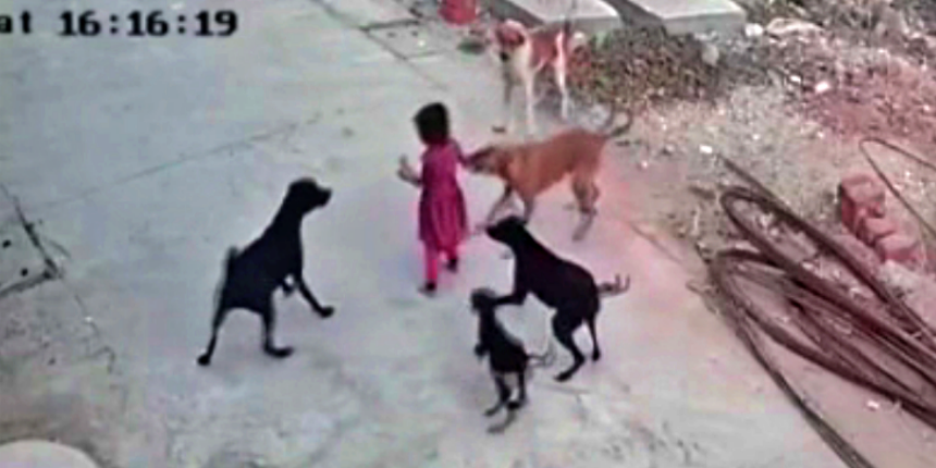 Oyun oynayan 4 yaşındaki küçük kız çocuğuna 5 sokak köpeği saldırdı!