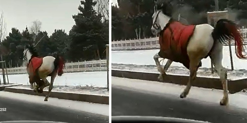 Köpeklerden korkan atlar dörtnala 25 kilometre koştu