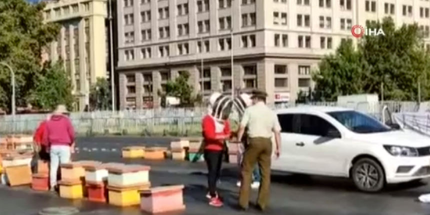 Arıcıların protestosu acı bitti! Kovanları kaldırmak isteyen polisleri arı soktu