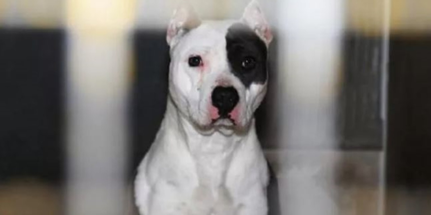 Edirne Keşan’da 'yasaklı ırk’ 10 köpeğe, ömür boyu barınakta bakılacak