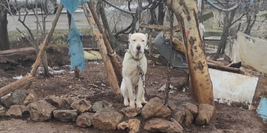 Pitbull köpeğin sahibine ibretlik ceza