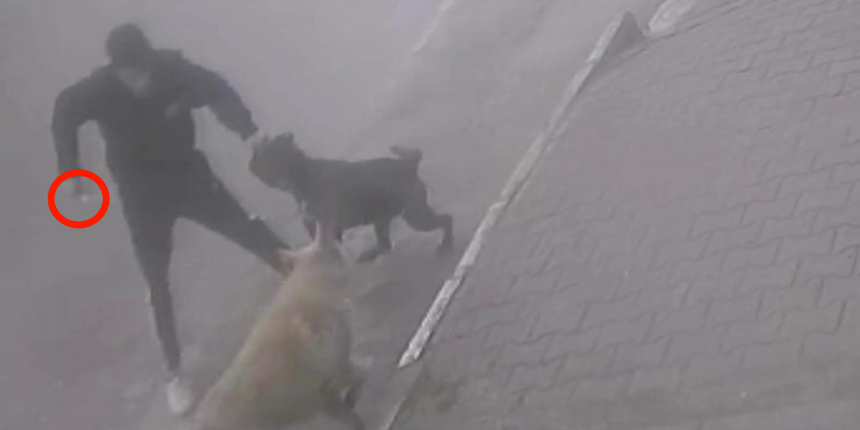 Köpeğine saldıran sokak köpeğini bıçakladı!