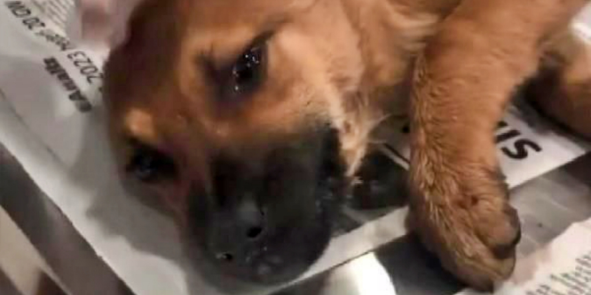 İstanbul'da yavru bir köpeği bayıltıp tecavüz eden sapık yakalandı!