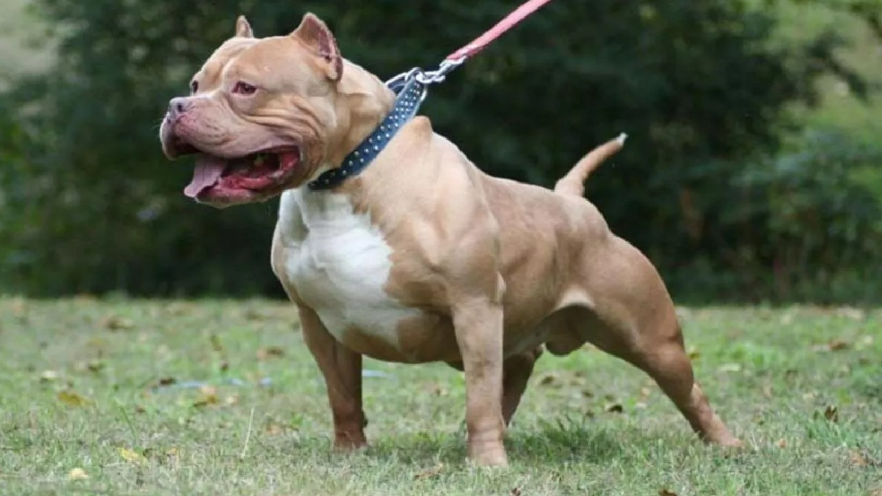 Türkiye genelinde 20 bin 843 yasaklı ırk köpek kayıt altına alındı