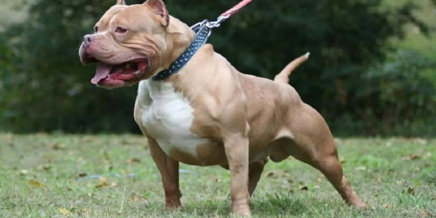 Türkiye genelinde 20 bin 843 yasaklı ırk köpek kayıt altına alındı