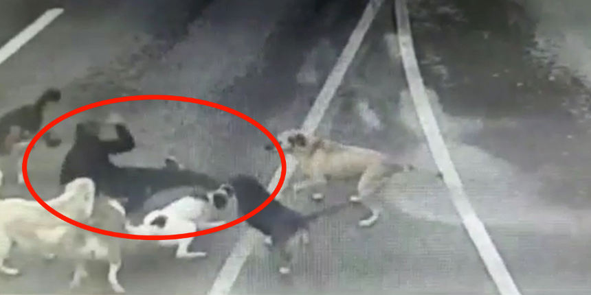 İş adamına 6 köpek saldırdı, yoldan geçen sürücülerden hiçbiri aracına almadı