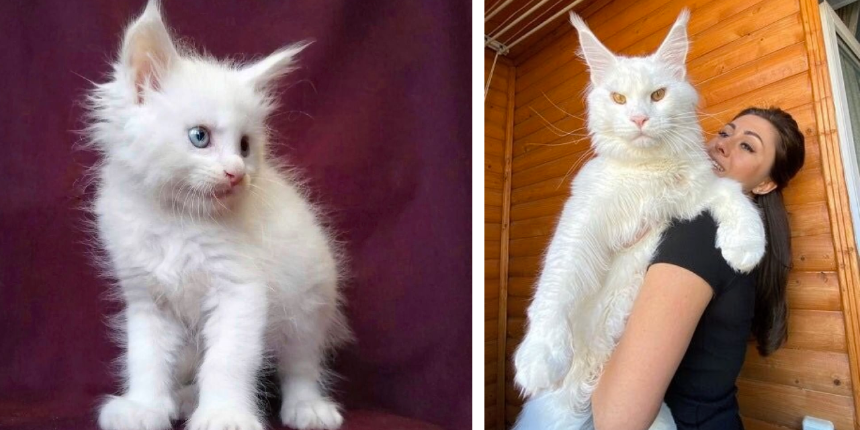 Bu kedi tam 12,5 kilo! Dev Kefir'i görenler köpek sanıyor
