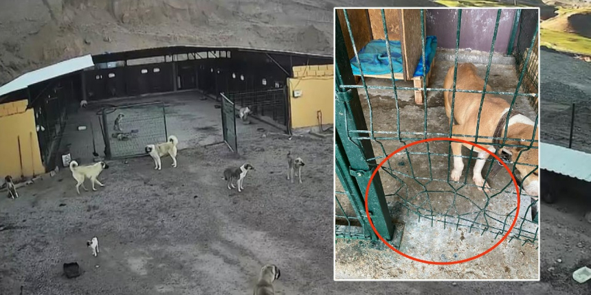 Kafesi parçalayan pitbull, başka bir köpeği boğarak öldürdü!