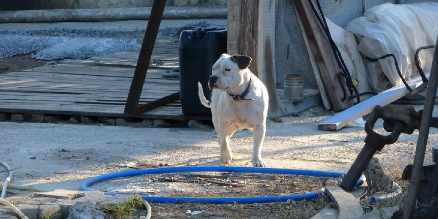 Sokağa bırakılıp aç kalan pitbullar, 1 günlük keçi yavrusunu alıp kaçtı!