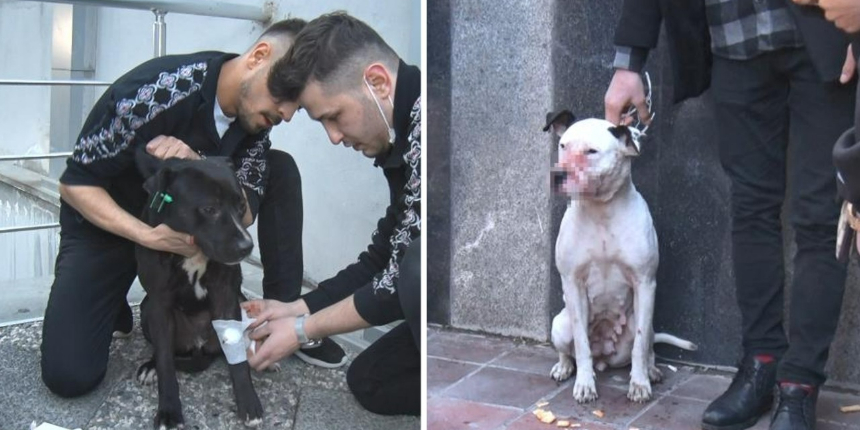 Sahipsiz pitbull, sokak köpeğiyle boğuştu, vatandaş seferber oldu