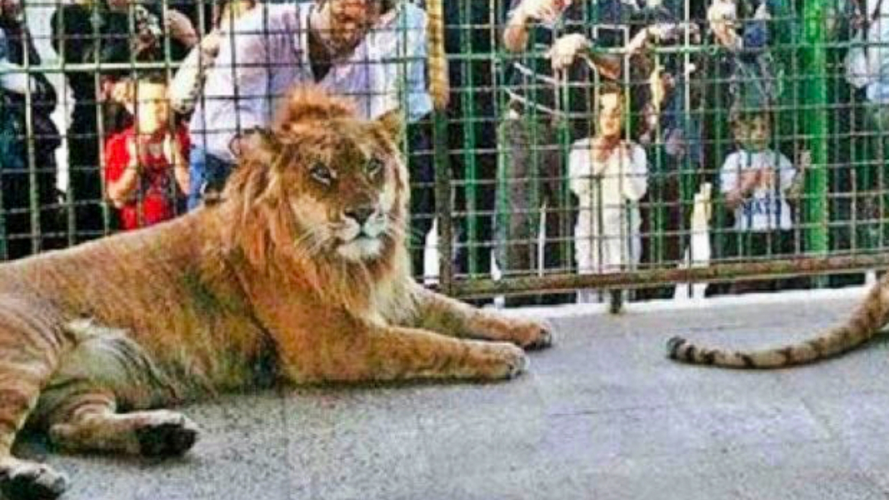Aslan, kafese giren bakıcısını boğarak öldürdü!