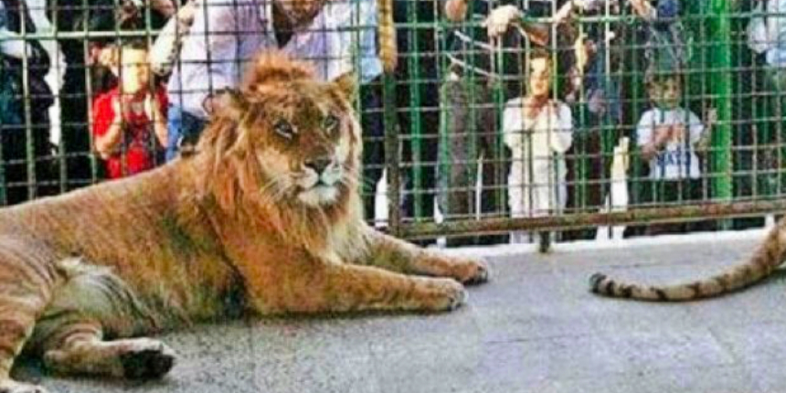 Aslan, kafese giren bakıcısını boğarak öldürdü!