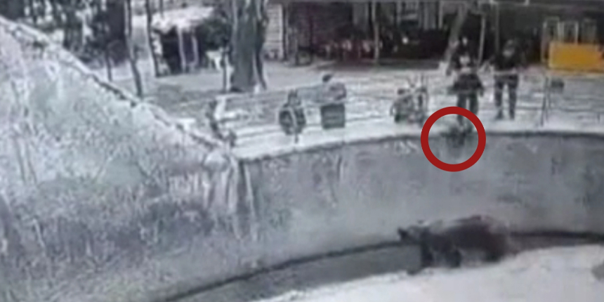 Cani anne, hayvanat bahçesinde çocuğunu yesin diye ayıya attı!