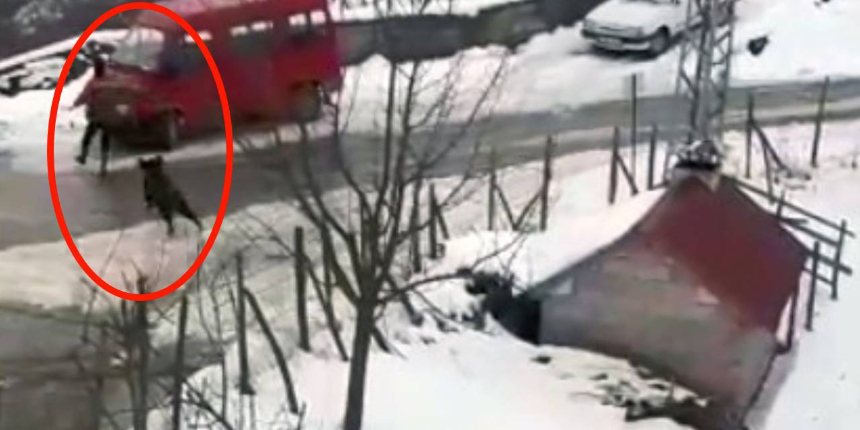 Domuzdan kaçtı, otomobilin üzerine atladı