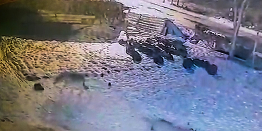 Ardahan'da aç kurtlar köye indi! O anlar kameraya yansıdı